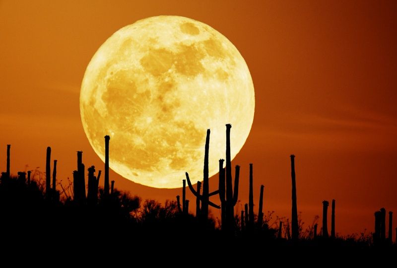 Saguaro Moon