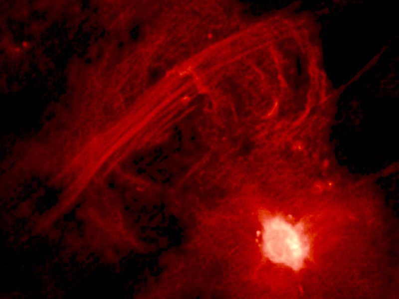 The Galactic Center Radio Arc