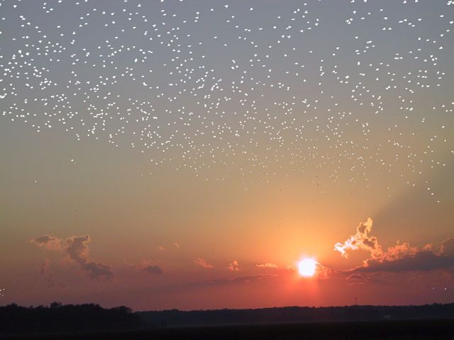 A Flock of Stars