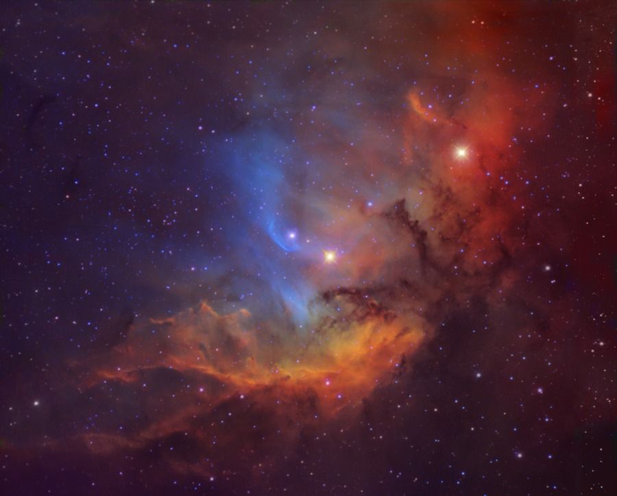 The Tulip in the Swan