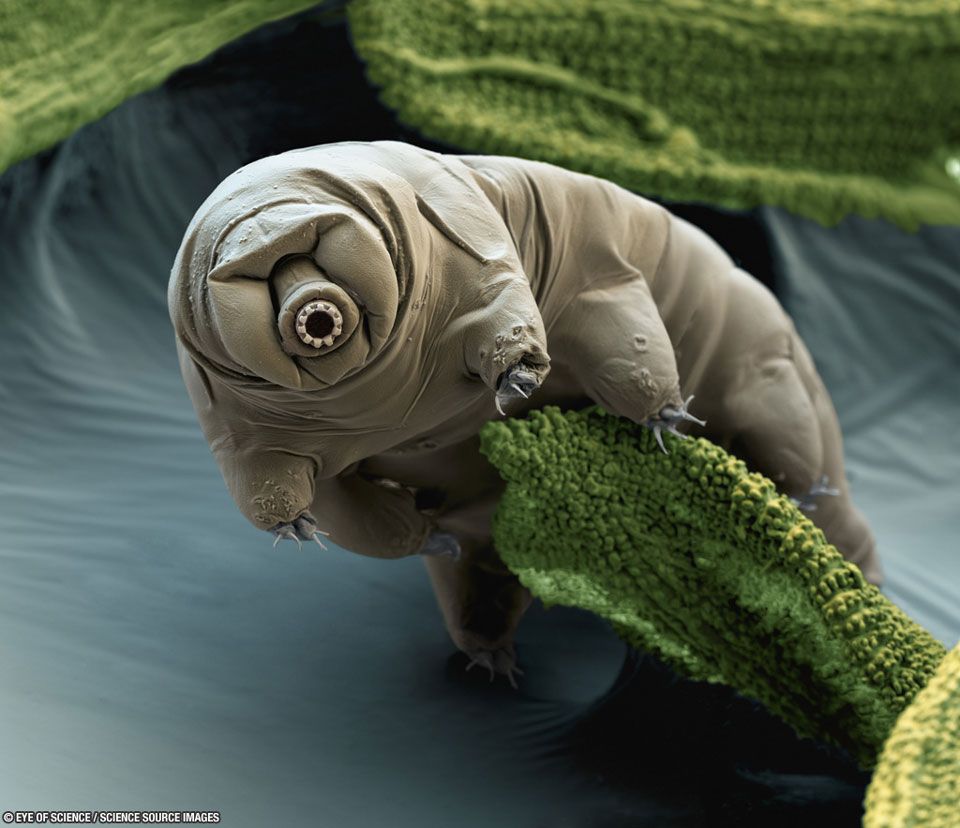 Tardigrade in Moss