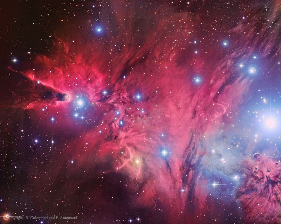 A Fox Fur, a Unicorn, and a Christmas Tree