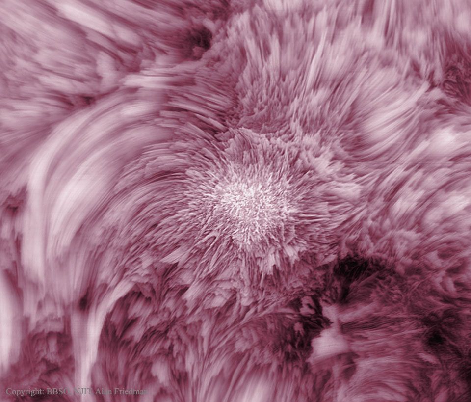 Fibrils Flower on the Sun