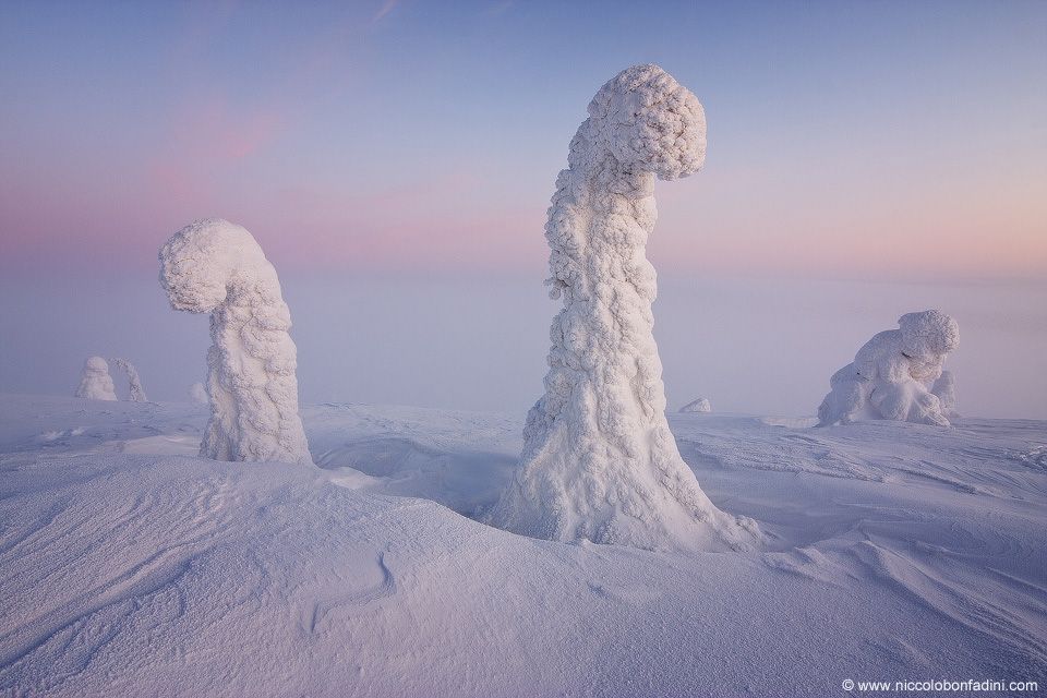 Sentinels of the Arctic