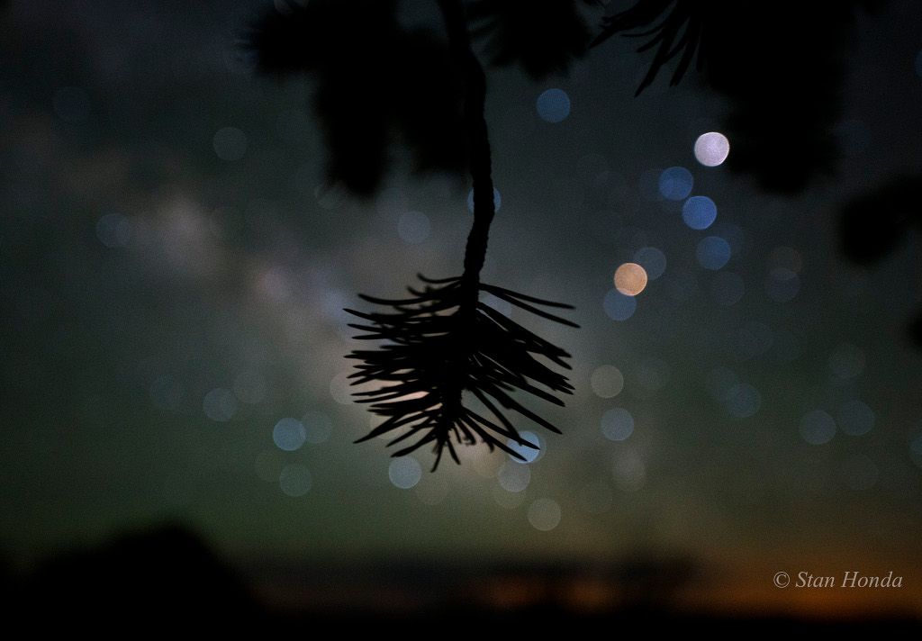 Star Colors and Pinyon Pine