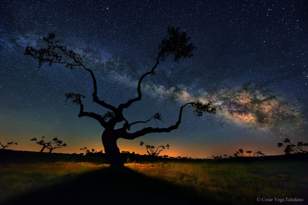 L'Arbre a galaxies