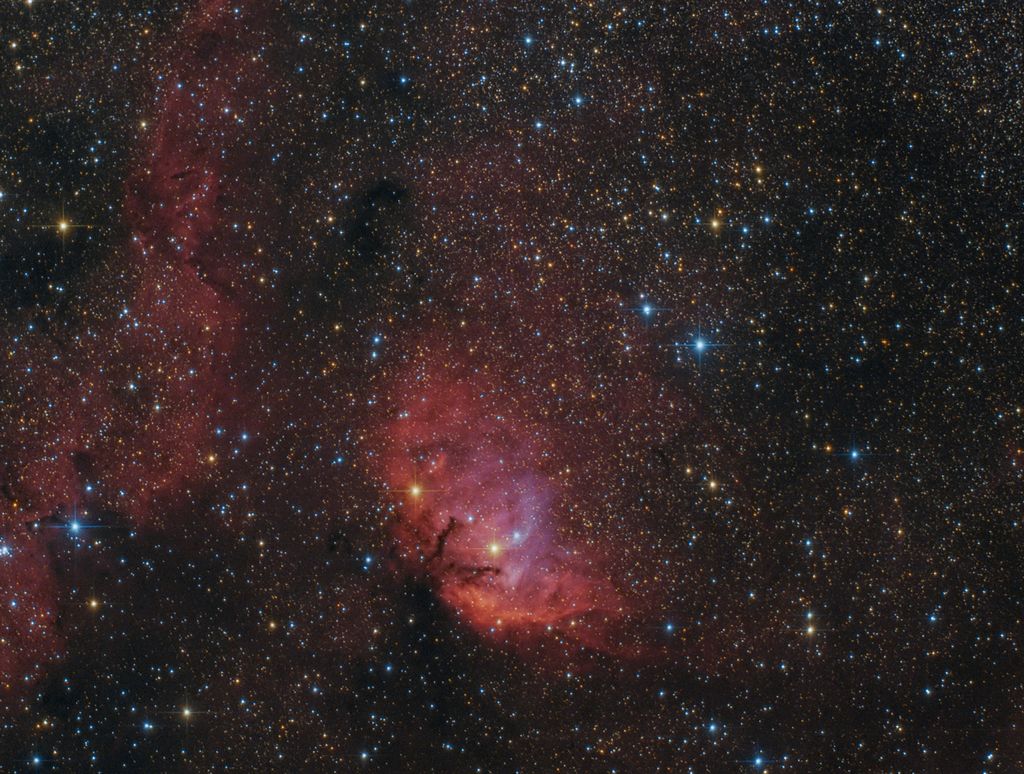 The Tulip in the Swan